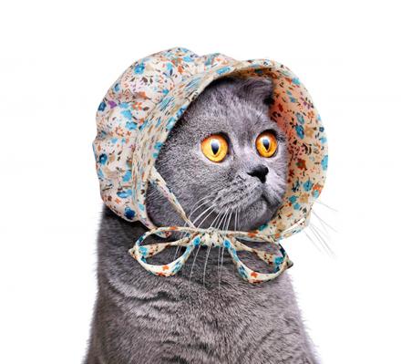 Cat Bonnet Cat Hat