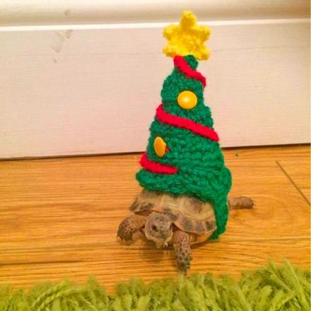 This Crochet Christmas Tree Turtle Costume Helps Your Turtle Celebrate Christmas