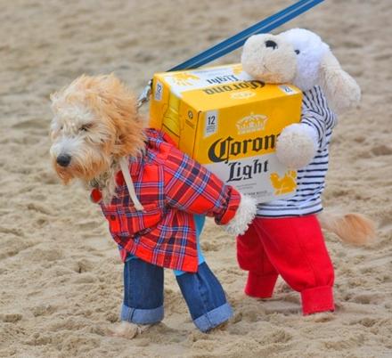 This Brilliant Dog Carrying A Box Of Beer Costume Might Be The Best We've Ever Seen