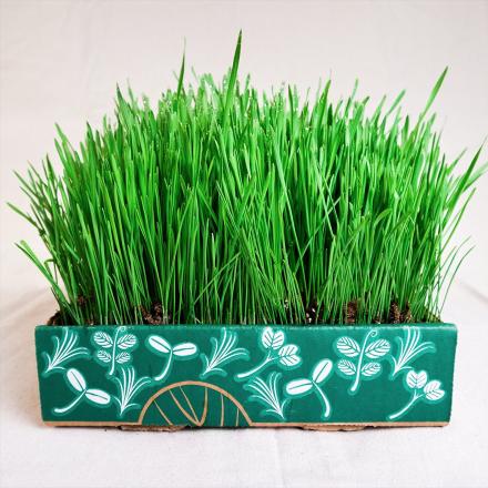 Grow Your Own Microgreens With This Home Gardening Kit