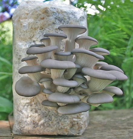Grow Your Own Oyster Mushrooms With This All-In-One Kit