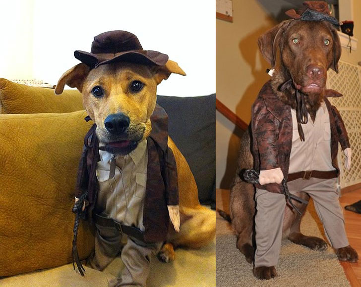 Indiana Jones Dog Costume