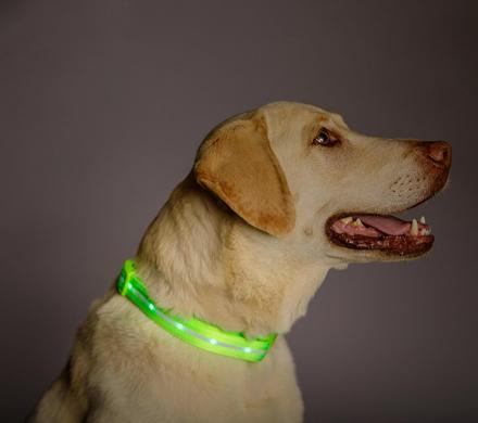 LED Lighted Dog Collar Helps Your Pooch Be Seen At Night