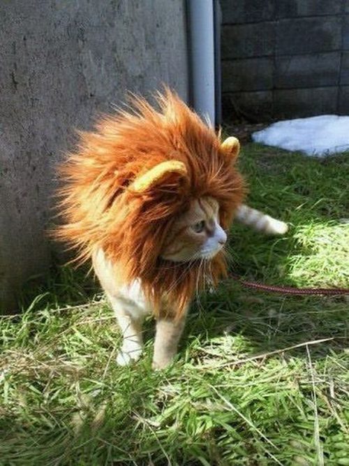 lions-mane-cat-hat-3.jpg