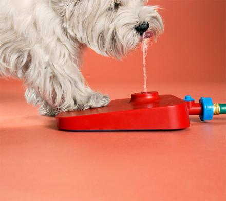 Pawcet: A Drinking Fountain For Your Dog