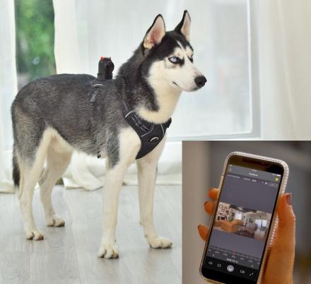 PetNow Smart Pet Camera Gives a Live View Of Your Dog On Smartphone
