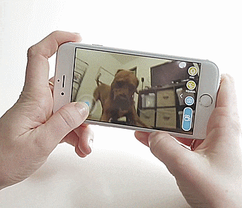 PlayDate: A Toy Ball For Your Dog That You Can Control From Anywhere In The World