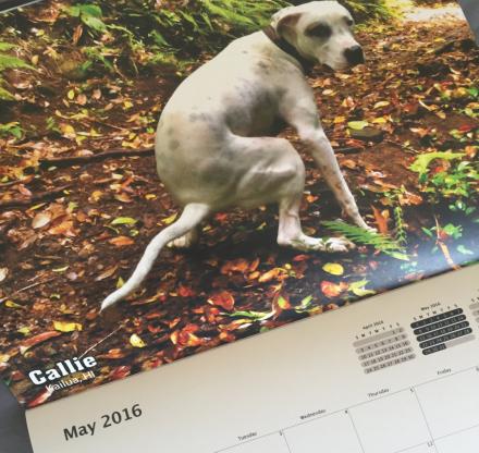 Pooping Dogs Calendar 2016