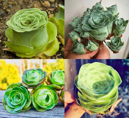 These Rose Succulents Look Like They're Straight Out of a Fairytale