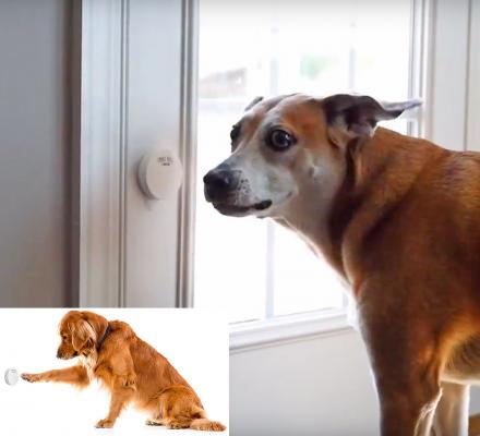Smart Dog Door Bell Lets You Know When Your Dog Needs To Go Outside