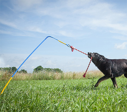 Tether Tug: A Self Tugging Dog Toy That Sticks Into The Ground
