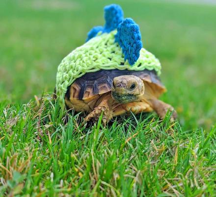 These Crochet Turtle Sweaters Are The Cutest Way To Keep Your Turtles Cozy