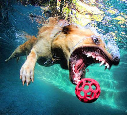 This Book Features Just Pictures Of Dogs Underwater