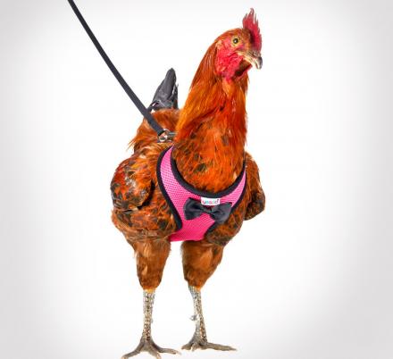 This Chicken Harness Lets You Take Your Farm Birds For a Walk