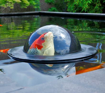 This Fish Dome Might Be The Coolest Thing You Can Put In Your Backyard Fish Pond