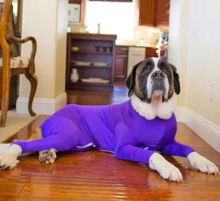 This Genius Dog Onesie Keeps Your Pooch From Shedding All Over Your Home