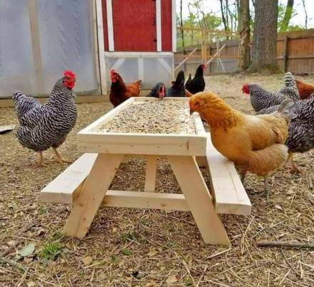 This Mini Picnic Table For Chickens Lets Your Fowl Feed With a Little Bit Of Dignity