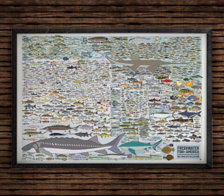This Fish Poster Features Every Freshwater Fish In America
