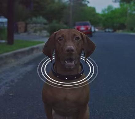 This Smart Dog Collar Has a Built In GPS And Helps You Train Your Dog