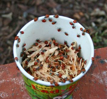 1,550 Live Ladybugs