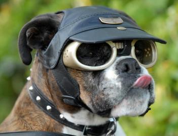 Doggles - Dog Sunglasses