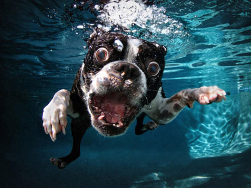 Underwater Dogs Book 1