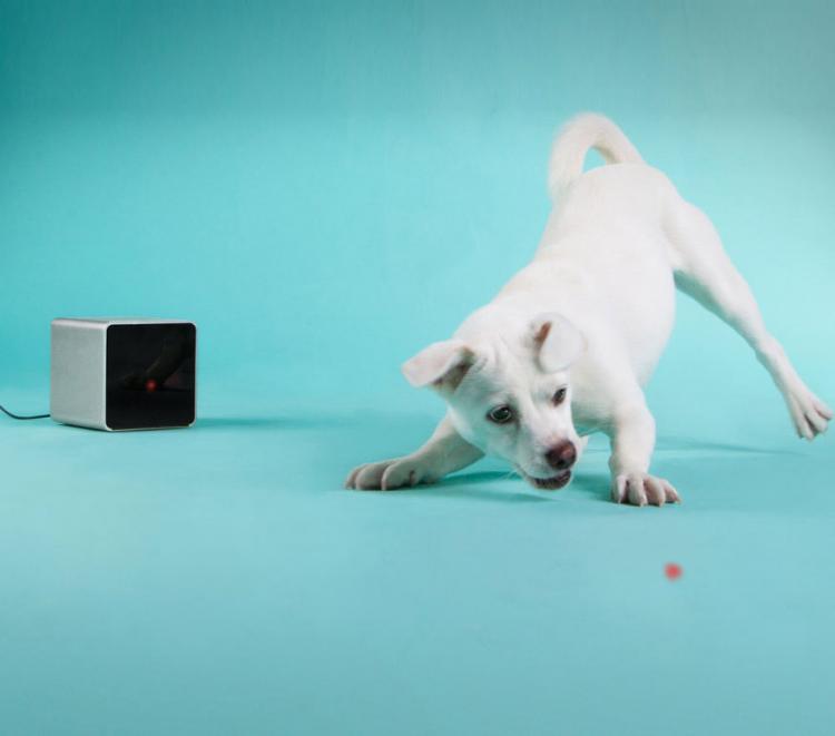 PetCube: Play With Your Pet From Your Phone
