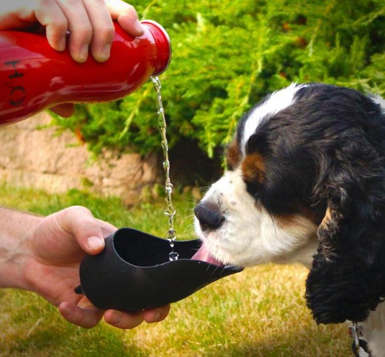 Travel Water Bottle For Dogs That Uses The Cap As The Bowl