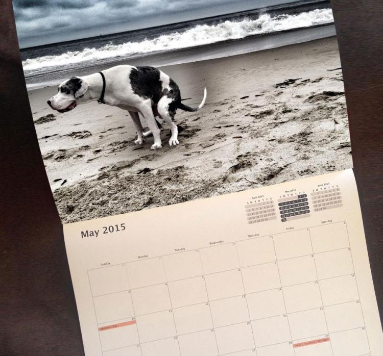 Pooping Dogs Calendar