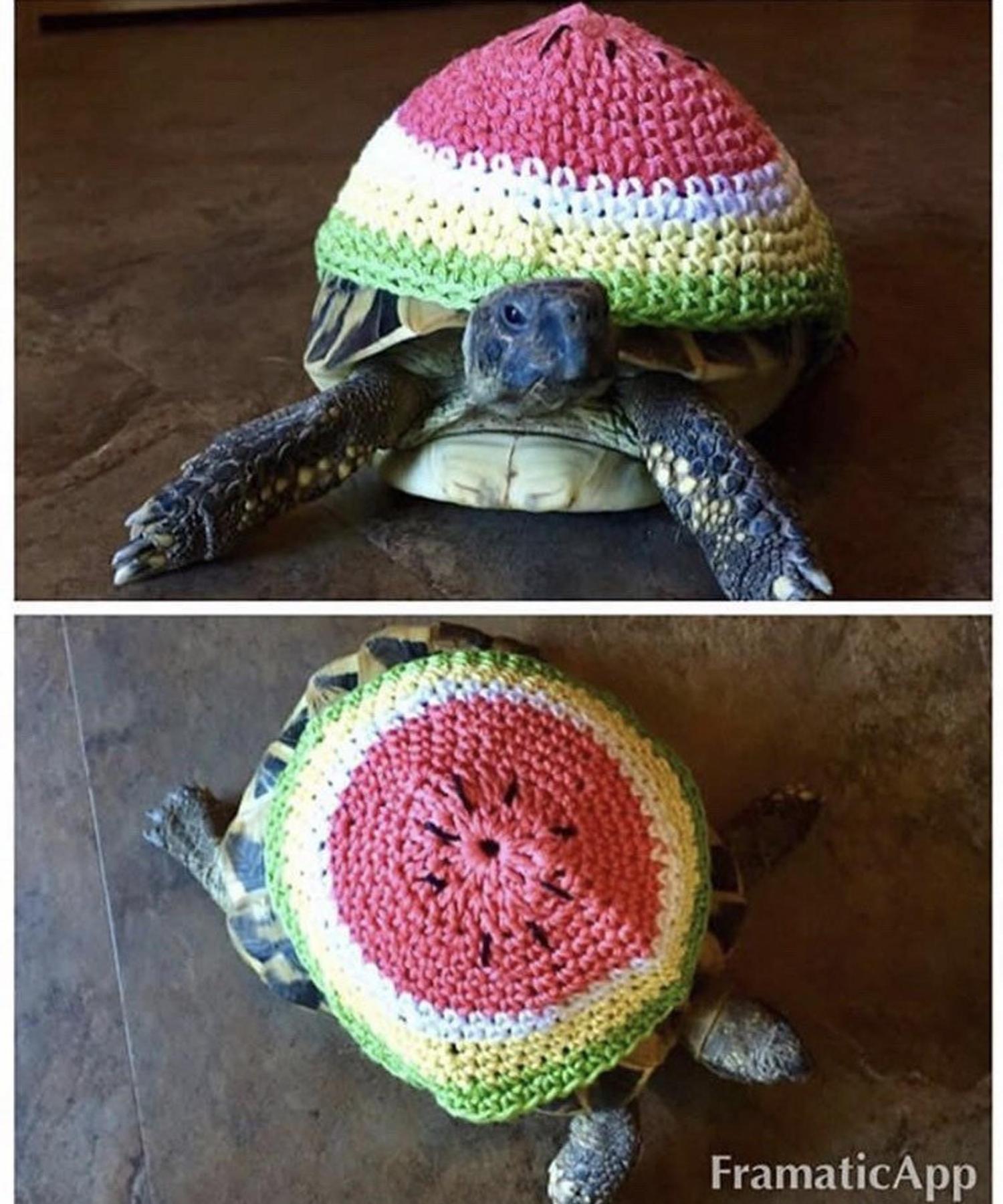 Crochet Turtle Sweater - Watermelon tortoise cozy