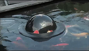 Fish Dome - Observe Fish Through Water Bubble