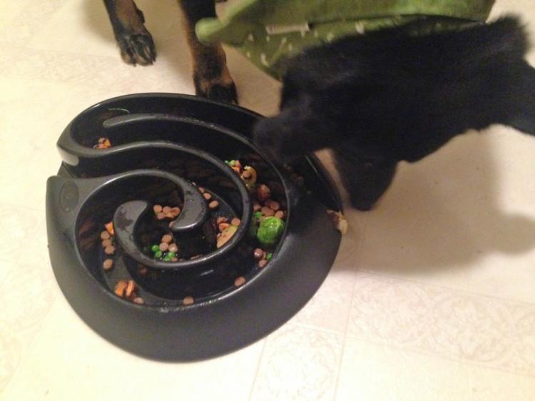 This Food Maze Dog Bowl Keeps Your Dog From Eating Too Fast