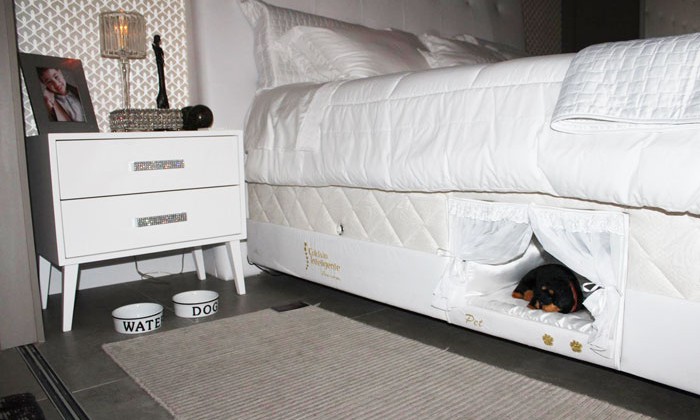 boxspring dog