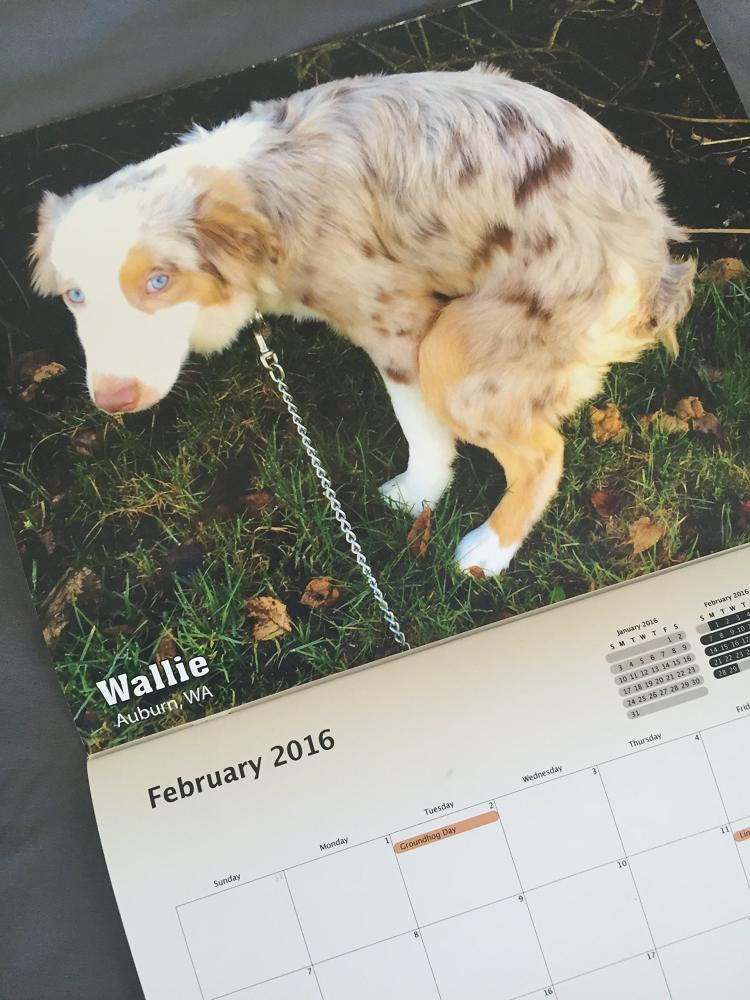 Pooping Dogs Calendar 2016