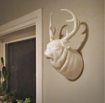 Pugalope: A Wall Mounted Pug With Antlers