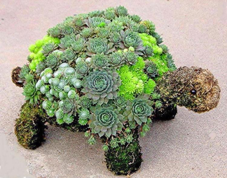 DIY Kit Lets You Grow an Adorable Turtle Made From Succulent Plants - Succulent plant turtle