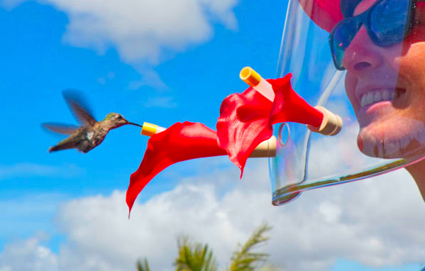 Hummviewer Hummingbird Feeder Face Shield Mask