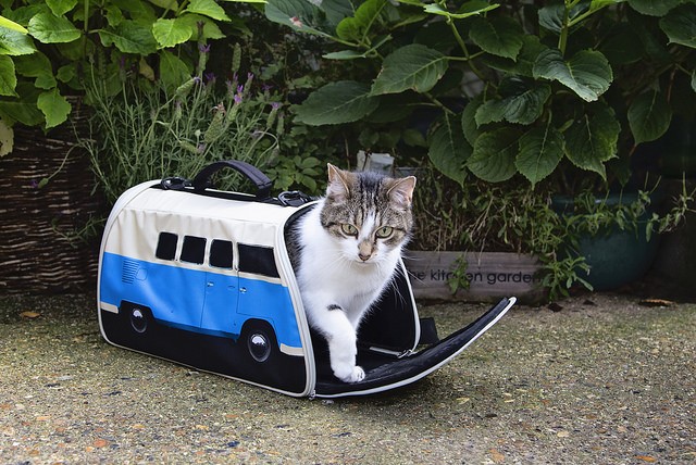 Volkswagen Van Pet Carrier - VW hippy van cat and dog carrier