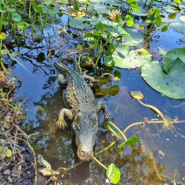 Incredibly Realistic Life-size Crocodile Pool Float - Alligator pool decoy - gator pond decoy