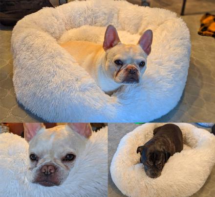 We Found The Fluffiest, Softest Dog Bed In The World