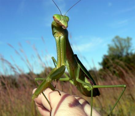You Can Buy a Live Praying Mantis as a Pet Online
