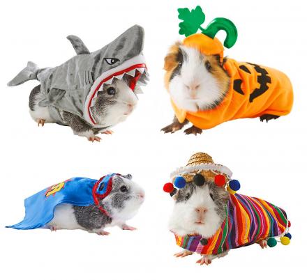 You Can Now Get Costumes For Your Hamsters For Halloween