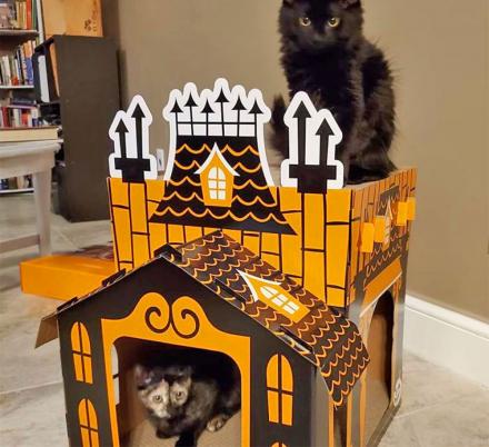 Your Cats Can Now Have Their Very Own Haunted Mansion
