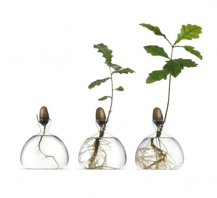 This Acorn Growing Vase Helps You Grown Your Own Oak Tree