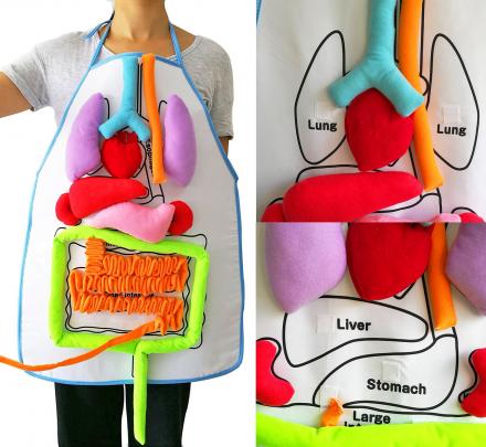 Anatomy Kids Apron Educates Children On Body Organs