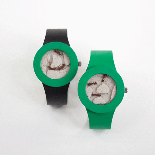 Ant Watch: A Wrist Watch That Contains Live Ants