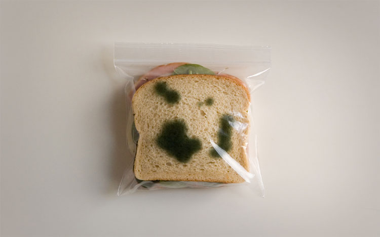 moldy sandwich bag