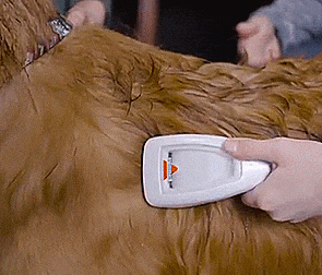 Bark Bath: A Portable Dog Bath That Works Like a Vacuum