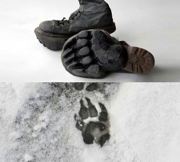 deer tracks shoes