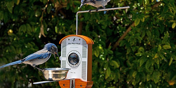 Bird Feeder Photo Booth